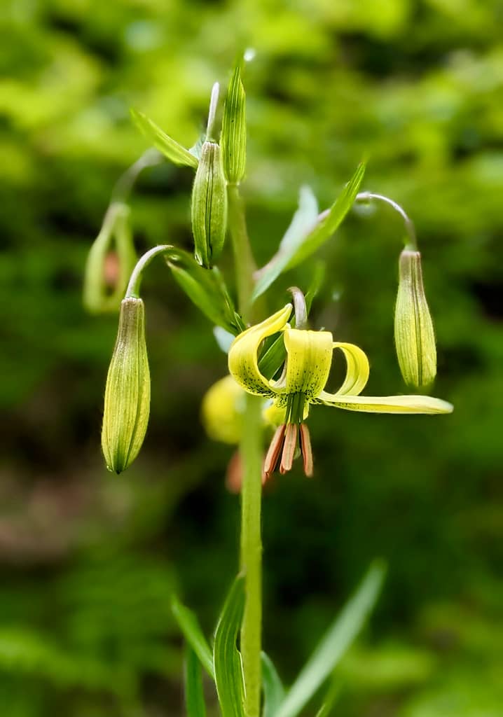 Lys des Pyrénées.